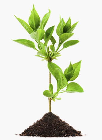 eco tree eco tree